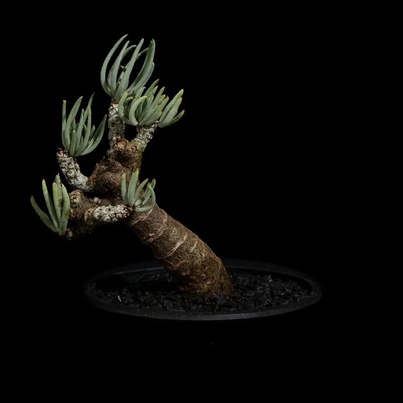 チレコドン ペアルソニー / Tylecodon pearsonii #2 | Ducks (