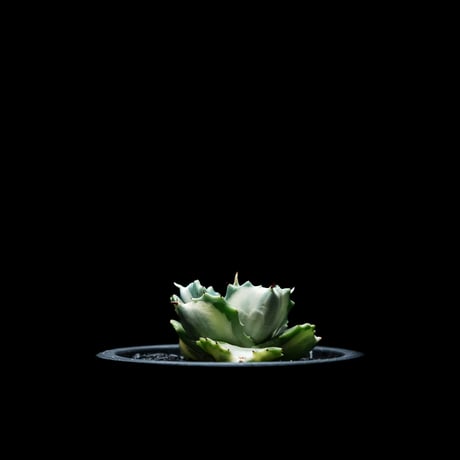 アガベ 王妃雷神 白中斑/ Agave isthmensis ‘Ouhi Raijin’ mediopicta alba
