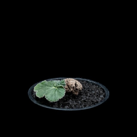 ペラルゴニウム ロバツム / Pelargonium lobatum #3