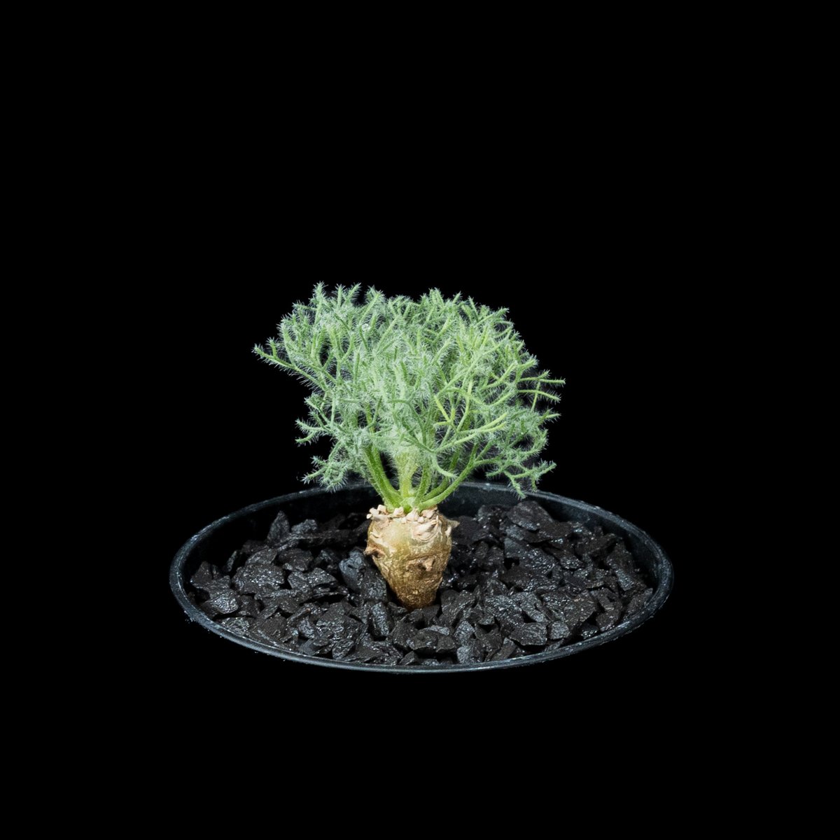 モンソニア ペニクリナム / Monsonia peniculina #13 | Ducks