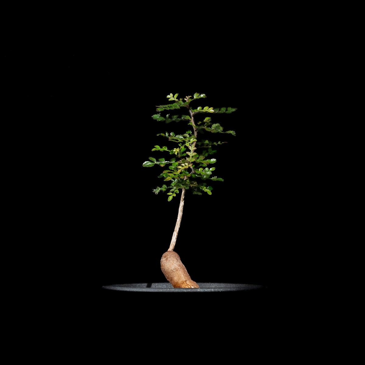 オペルクリカリア パキプス / Operculicarya pachypus #31 | D