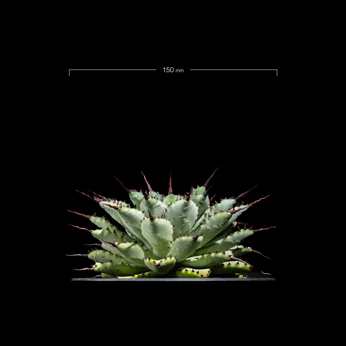アガベ 八荒雷神 / Agave potatorum × macroacantha #1 |