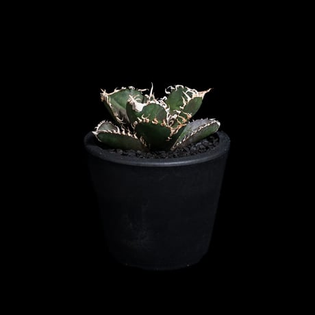 アガベ チタノタ 金剛 / Agave titanota 'King Kong' #1