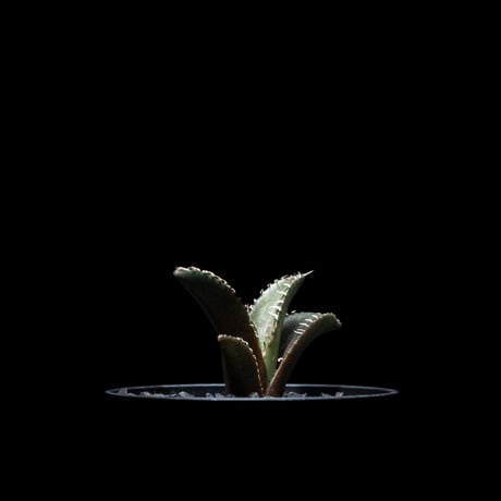 アガベ チタノタ レッド・キャットウィーズル / Agave titanota ‘Red Catweazle’ #4