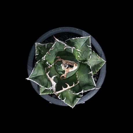 アガベ チタノタ 南アフリカダイヤモンド / Agave titanota 'South Africa Diamond'#12