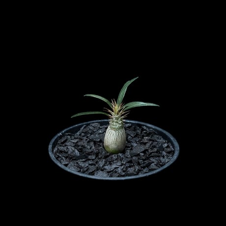 パキポディウム グラキリス / Pachypodium rosulatum var. gracilius #49