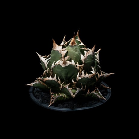 アガベ チタノタ レッド・キャットウィーズル / Agave titanota ‘Red Catweazle’ #3