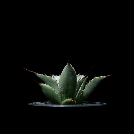 アガベ 八荒雷神 / Agave potatorum × macroacantha #4