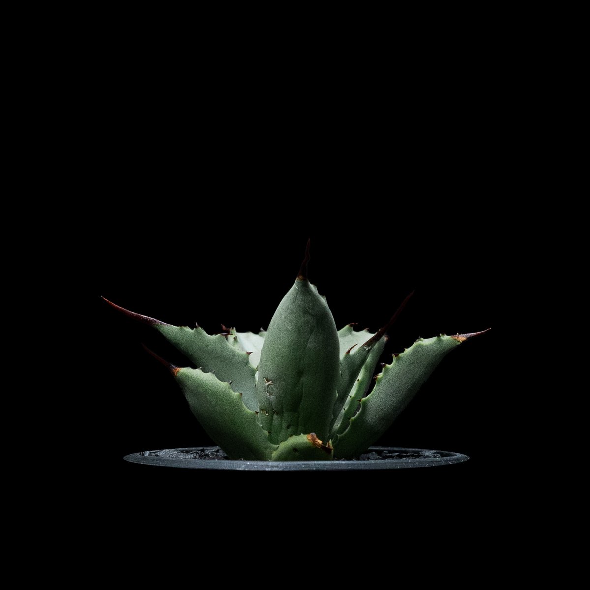 【子株３つ付き＋極上大株】 Agave曲刺 八荒雷神 アガベ ハッコウライジン 子株3つ付き＋極上大株】 Agave曲刺 八荒雷神 アガベ ハッコウ