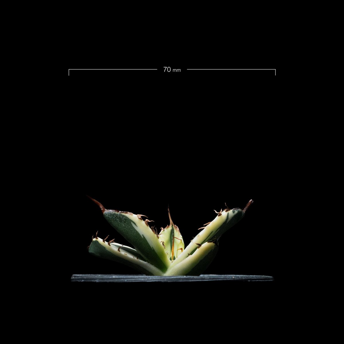 アガベ チタノタ スナグルトゥース / Agave titanota 'Snaggle Too