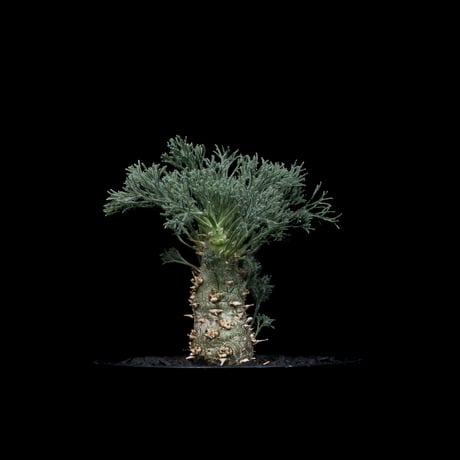 モンソニア ペニクリナム / Monsonia peniculina #19