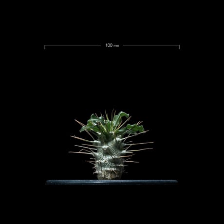 パキポディウム サウンデルシー / Pachypodium saundersii #2