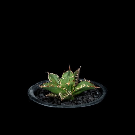 アガベ チタノタ シーザー / Agave titanota ‘Caesar’ #43