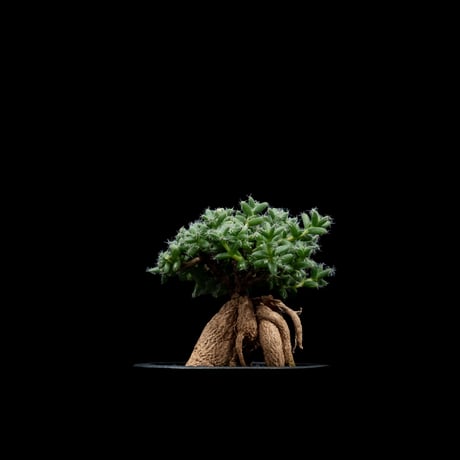 トリコディアデマ ブルボスム / Trichodiadema bulbosum #2