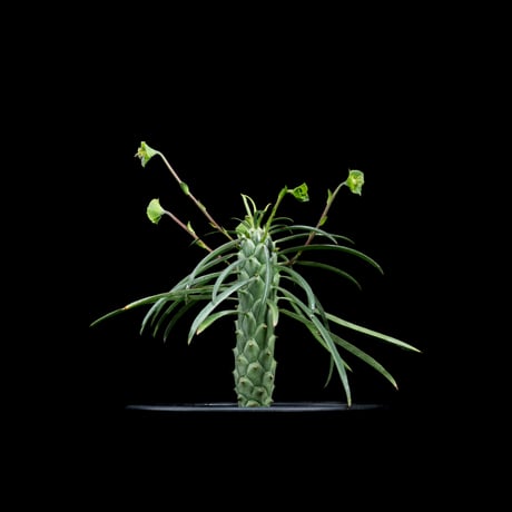 ユーフォルビア ブバリナ / Euphorbia bubalina #1