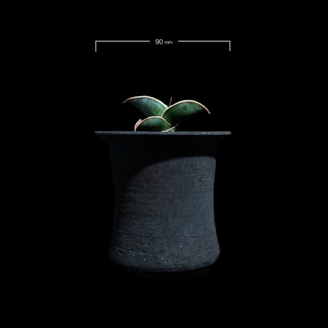 サンセベリア ロリダ / Sansevieria rorida #2