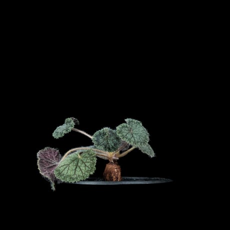 ペラルゴニウム バークリー / Pelargonium barklyi #1