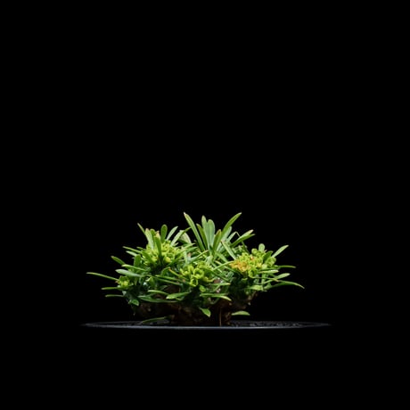 ユーフォルビア 峨眉山 / Euphorbia ‘Gabizan’ #9