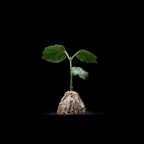 マテレア シクロフィラ / Matelea cyclophylla #4