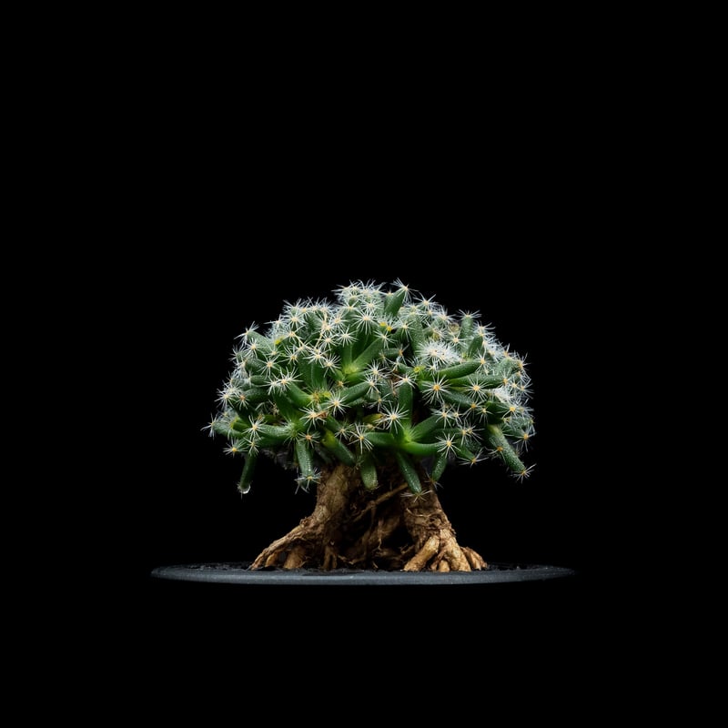 トリコディアデマ ミラビレ 模様木 トリコディアデマ ミラビレ