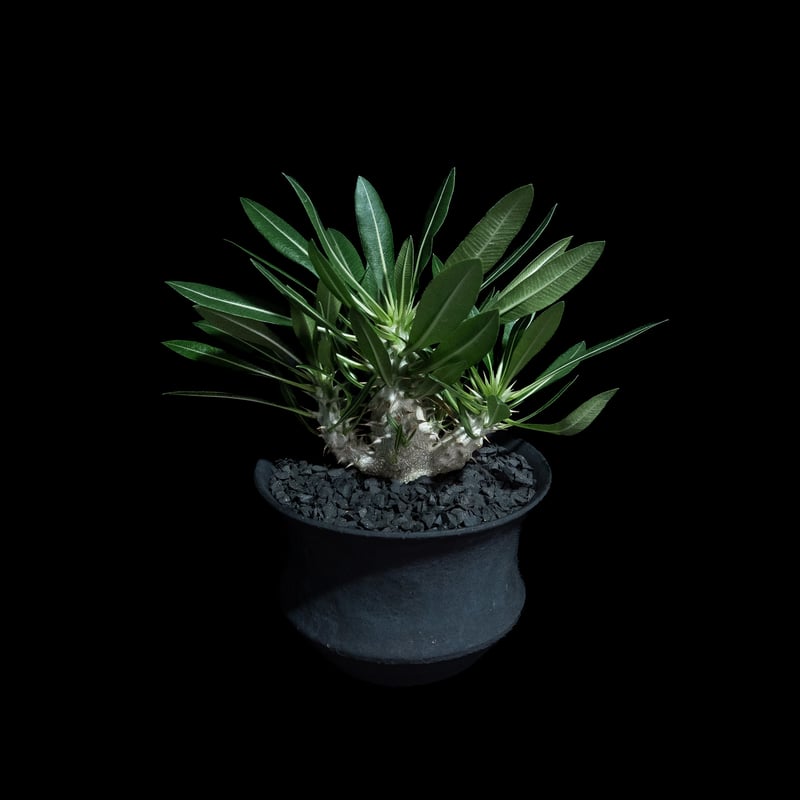 パキポディウム マカイエンセ / Pachypodium makayense #4 | Duc