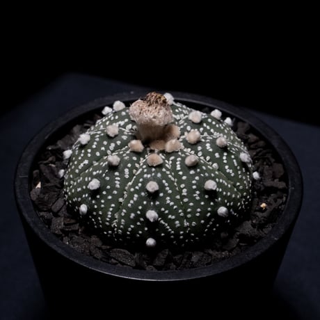 アストロフィツム アステリアス (兜丸) / Astrophytum asterias #2
