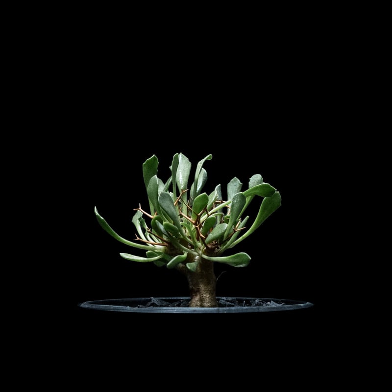 オトンナ ユーフォルビオイデス / Othonna euphorbioides #1 | Du