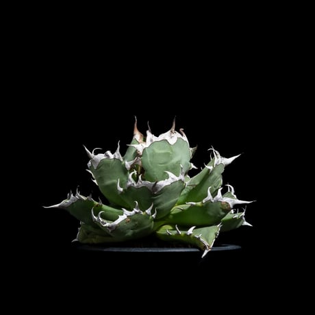 アガベ チタノタ 姫厳竜 / Agave titanota ‘Dwarf’ #18