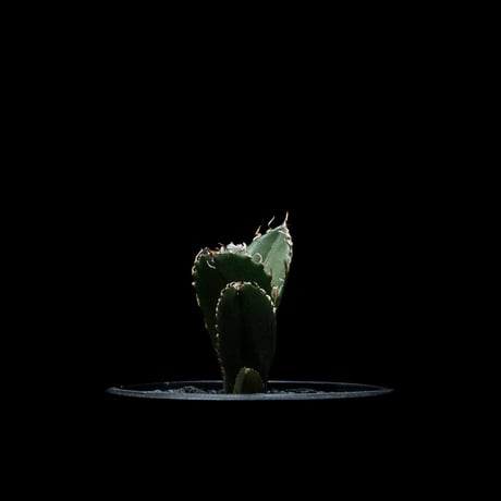 アガベ チタノタ 白鯨 / Agave titanota ‘White Whale’ #48