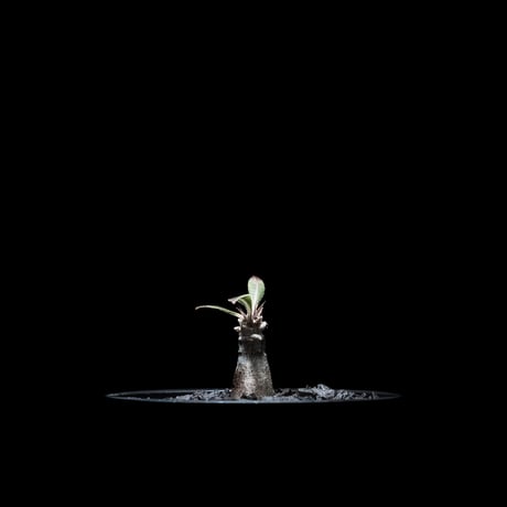 パキポディウム グラキリス / Pachypodium rosulatum var. gracilius #5
