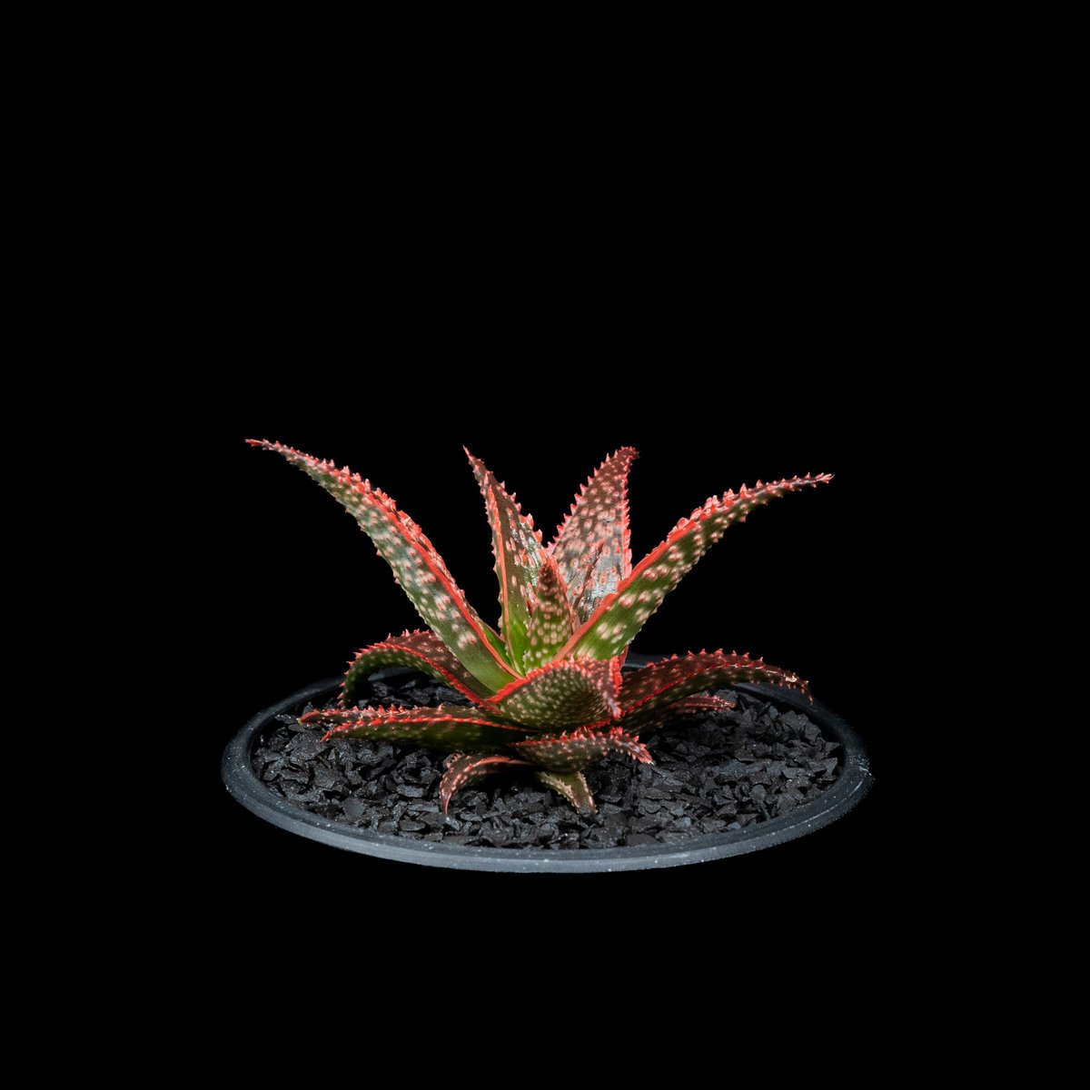 アロエ hyb ハイブリッド カスティロニアエ×クリスマスキャロル アロエ