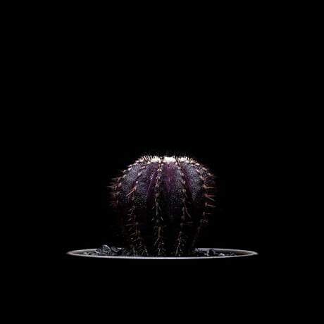 ユーベルマニア ペクチニフェラ / Uebelmannia pectinifera