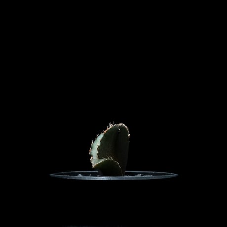 アガベ チタノタ 白鯨 / Agave titanota ‘White Whale’ #52
