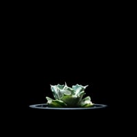 アガベ 王妃雷神 白中斑/ Agave isthmensis ‘Ouhi Raijin’ mediopicta alba