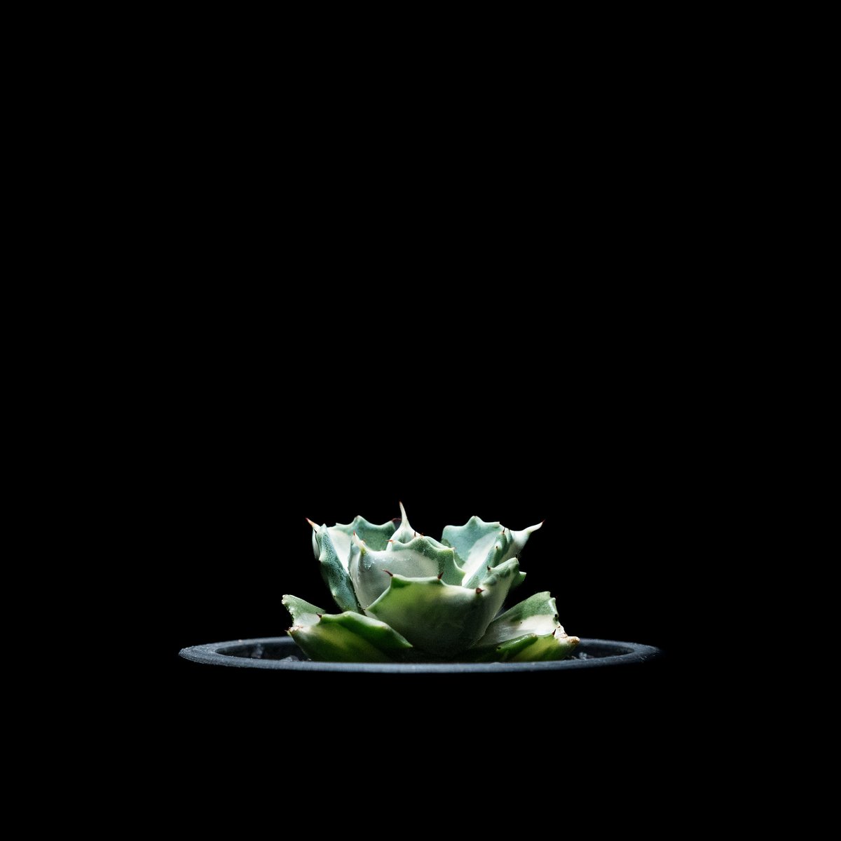 アガベ 王妃雷神 白中斑/ Agave isthmensis 'Ouhi Raijin' me アガベ 王妃雷神 白中斑/ Agave isthmensis 'Ouhi Raijin' me