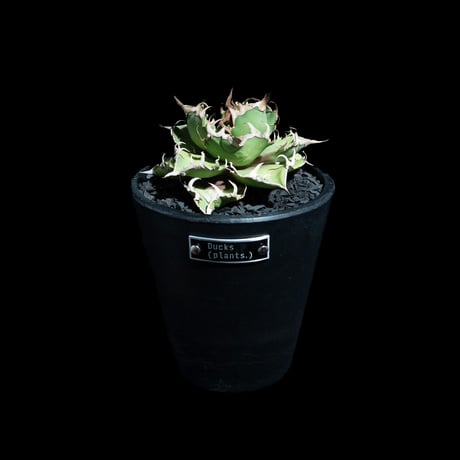 アガベ チタノタ シーザー / Agave titanota ‘Caesar’ #50