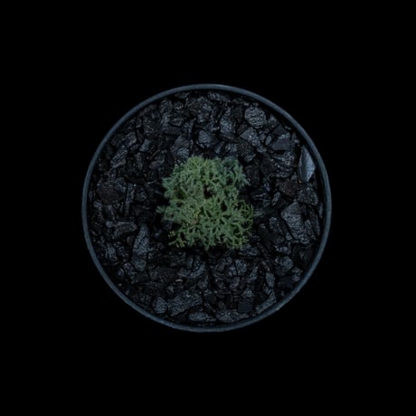 モンソニア ペニクリナム / Monsonia peniculina #26