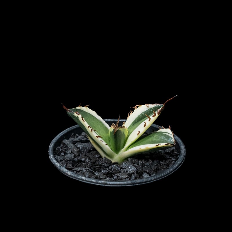 アガベ チタノタ スナグルトゥース　agave titanota 【子株】
