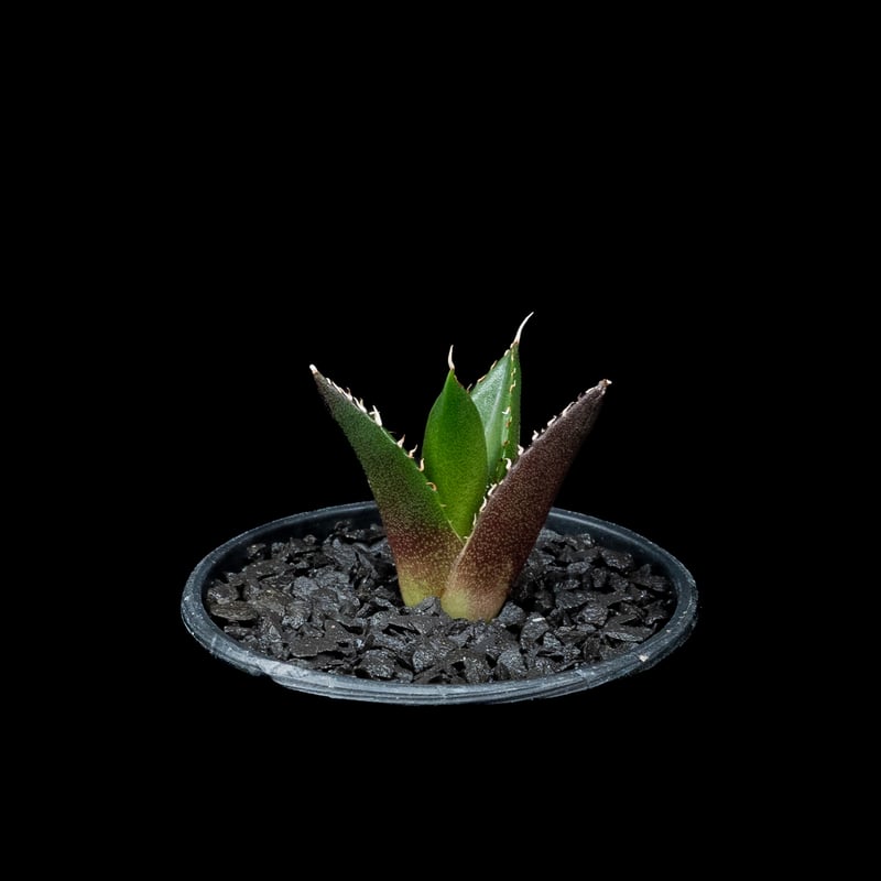 アガベ チタノタ ハデス / Agave titanota 'Hades' #14