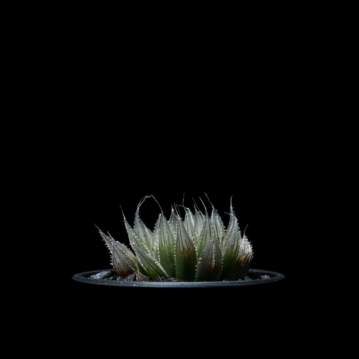 ハオルチア ムラサメ / Haworthia 'Murasame' | Ducks ( pla