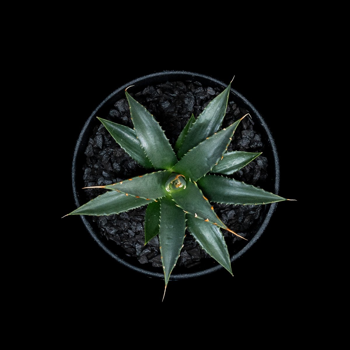 アガベ　ユタエンシス　エボリスピナ陽炎　現地球　ベアルート株 30 ユタエンシス エボリスピナ 現地株 ベアルート 陽炎 アガベ 【公式