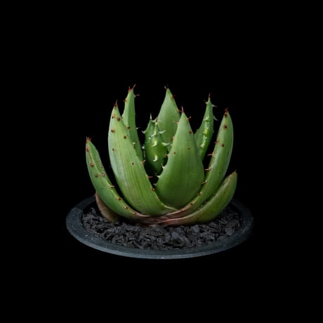 アロエ ペグレラエ / Aloe peglerae #4