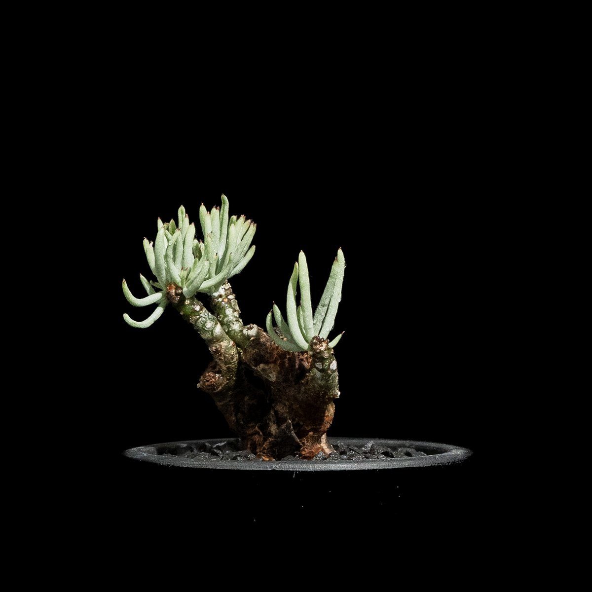 チレコドン　ハリー 楽天市場】コーデックス：チレコドン ハリー*葉幅8cm 現品！一品限り