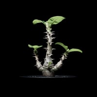 パキポディウム ウィンゾリー / Pachypodium baronii var. windsorii