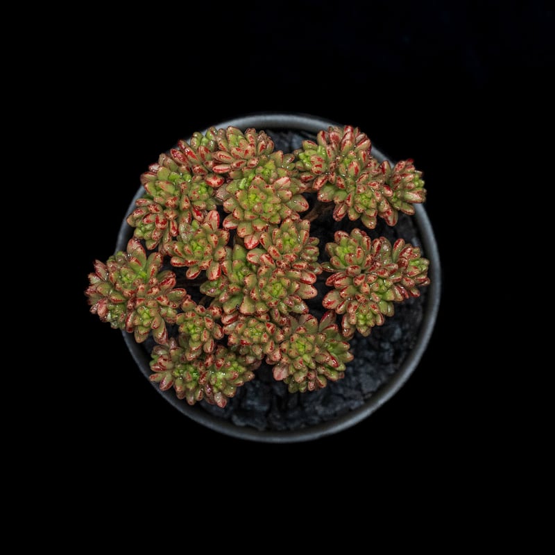 アエオニウム 小人の祭り / Aeonium sedifolium | Ducks ( pla