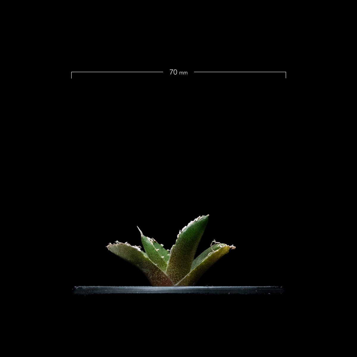 アガベ チタノタ 南アフリカダイヤモンド / Agave titanota アガベ チタノタ 南アフリカダイヤモンド / Agave titanota