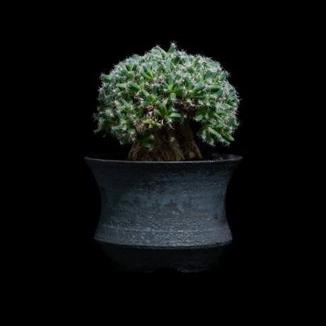 トリコディアデマ デンサム / Trichodiadema densum #27