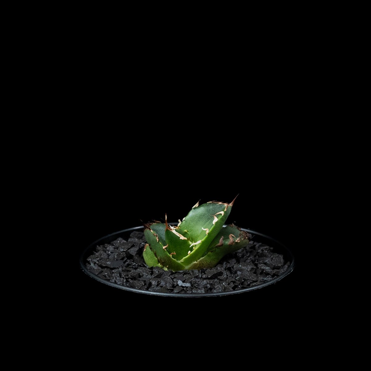 アガベ チタノタ 鬼爪 (カキ仔) / Agave titanota 'Ghost Claw' アガベ チタノタ 鬼爪 (カキ仔) / Agave titanota 'Ghost Claw'