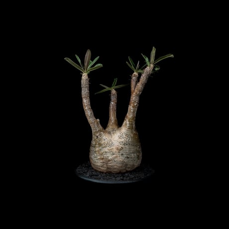 パキポディウム グラキリス / Pachypodium rosulatum var. gracilius #26