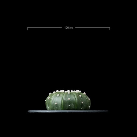 アストロフィツム アステリアス (兜丸) 十一稜 / Astorophytum asterias v. 11ribs #4